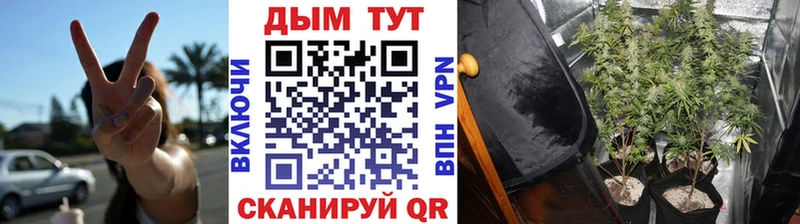 Бошки марихуана план  закладки  Кочубеевское 
